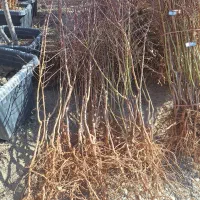 درخت ریشه ایی بادام مامایی شاهرودی نهالستان|خدمات باغبانی و درختکاری|فلاورجان, |دیوار