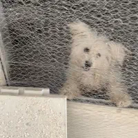 سگ پا کوتاه