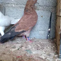 کبوتر کله ایی