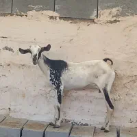 بز صلاله اصلی|حیوانات مزرعه|میناب, |دیوار