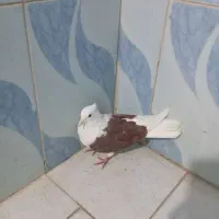 پشت سرخ نر