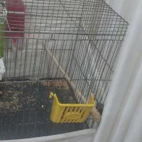 طوطی برزیلی باقفس و وسایل|پرنده|بیجار, |دیوار