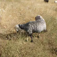 قوچ|حیوانات مزرعه|شیراز, دباغ خانه|دیوار