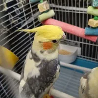 عروس هلندی نر مست|پرنده|فردیس, شهرک ناز|دیوار