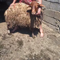 دوعدد گوسفند نر فروشی