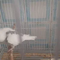 عروس هلندی نر دوکت معاوضه با بوقلمون ماده|پرنده|زابل, |دیوار