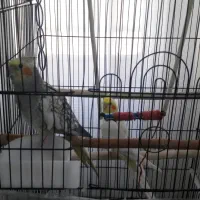 عروس طوطی|پرنده|قم, چهار امامزاده|دیوار