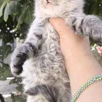 توله گربه نژاددار|گربه|شیراز, تندگویان|دیوار