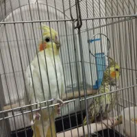 عروس هلندی بالغ ماده|پرنده|الوند, |دیوار