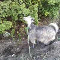 بز ماده خوشگل و بازیگوش ۷ماهشه نزدیکای جفت خوردنشه