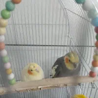 یک جف عروس هلندی