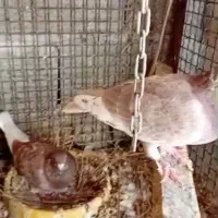 تعدادی کبوتر|پرنده|فیروزآباد (فارس), |دیوار