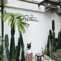 کاکتوس افوربیا