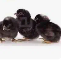 جوجه ۲ روزه و یک هفته