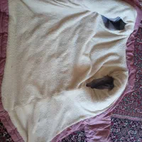 کاپشن|لباس|زنجان, |دیوار