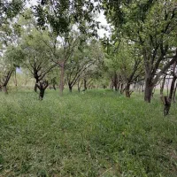 باغ رابر