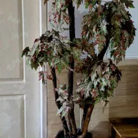 درختچه کاملا سالم با گلدان هر دو با هم ۵۰۰۰۰۰۰