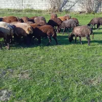 گوسفند آبستن شیشک|حیوانات مزرعه|گلوگاه, |دیوار