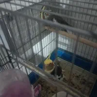 یک جفت عروس هلندی تخم گزارش