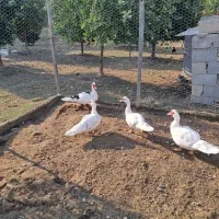 ..اردک اسرائیلی..