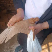 کبوتر دم سفید|پرنده|دشتابی, |دیوار