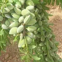 توزیع نهال بادام دیر گل تونو پربار