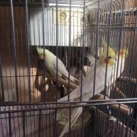 عروس هلندی مولد جفت|پرنده|تهران, خانی آباد نو شمالی|دیوار