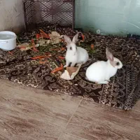 خرگوش نر و ماده