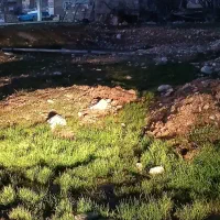 لوبیا چیتی