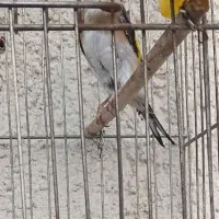 سهره ماده مست آماده تن کردن