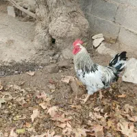 خروس|حیوانات مزرعه|آشخانه, |دیوار