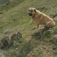 سگ پژدر