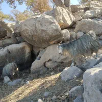 معامله بز با میش