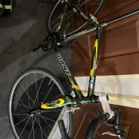 کورسی جاینت