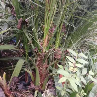 فینیکس|گل و گیاه طبیعی|کلاچای, |دیوار