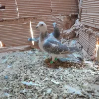 کله سفید،وچند تا کفتر گرفتنی|پرنده|سبزوار, شرق کال شمالی|دیوار