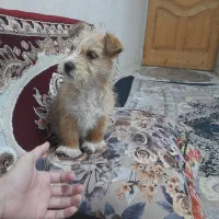 سگ شیتزو کراس