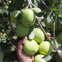 سیب سبز|خوردنی و آشامیدنی|بروجرد, |دیوار