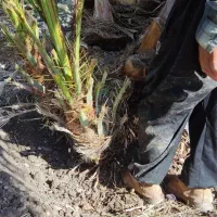پاجوش زاهدی (قصب)|گل و گیاه طبیعی|جهرم, |دیوار