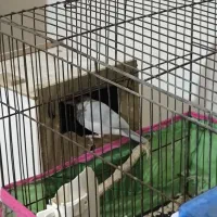 فنچ نرگسی مولد