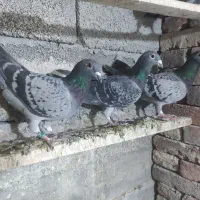 کبوتر پلاکی