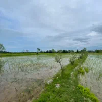 زمین کشاورزی سنتی۲۲۰۰m/پر محصول/املاک پارسه
