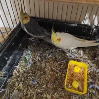 سه عدد عروس هلندی زیبا