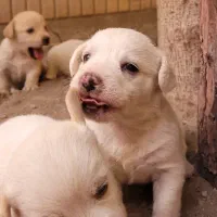 توله سگ پا کوتاه|سگ|اصفهان, شهرک کاوه|دیوار