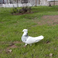 کبوتر طوقی الماسی