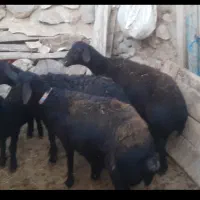میش قصر