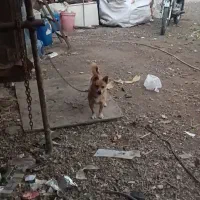 واگذاری فیندو نر|سگ|اردبیل, |دیوار