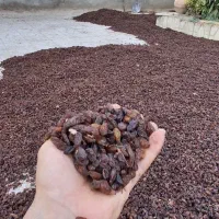 کشمش تازه امسالی درجه یک|خوردنی و آشامیدنی|گرگان, |دیوار