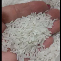 برنج کشت دوم