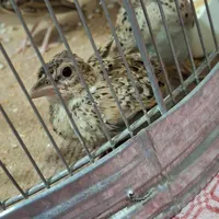 سهره خاکی|پرنده|ساوه, |دیوار